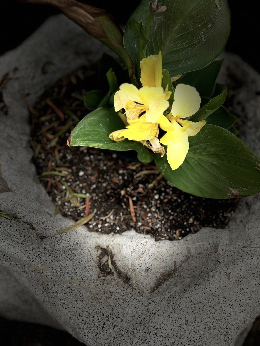 cwachowiak's tweet image. Took these photos using Portrait Mode then Stage Light (in the middle of the day) #portraitmode #stagelight #photograghy #nature