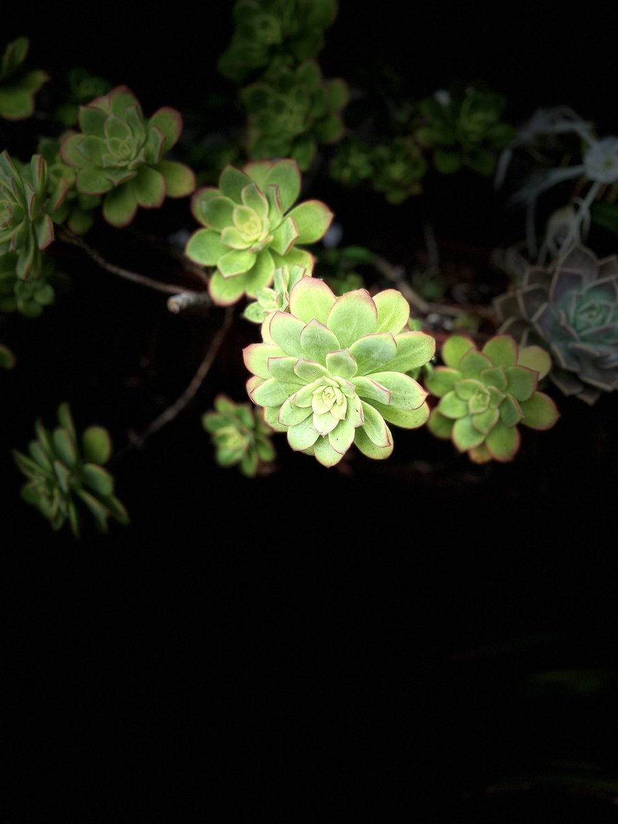 cwachowiak's tweet image. Took these photos using Portrait Mode then Stage Light (in the middle of the day) #portraitmode #stagelight #photograghy #nature
