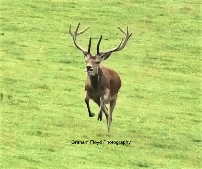 NDHuntSabs's tweet photo. In case you missed it, the Devon and Somerset Staghounds killed this stag on Monday by driving into him with a quad, wrestling him to the ground and shooting him. See @wlguardian for the full report. This unbearable cruelty strengthens our resolve to do all we can to stop them https://t.co/GeJcNhiWfx