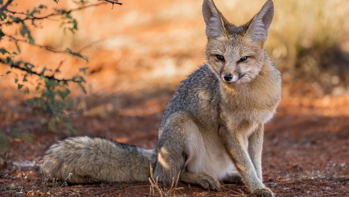 Tswalu's tweet photo. Call it luck or undeserved favour, but an unexpected sighting of one of the nocturnal animals, especially a shy, elusive Cape fox emerging from dense golden grass during cooler, daylight hours, is an unforgettable moment.
#capefox #foxes #safariexpeditions #southafricansafaris https://t.co/GPbC3SZ9uz