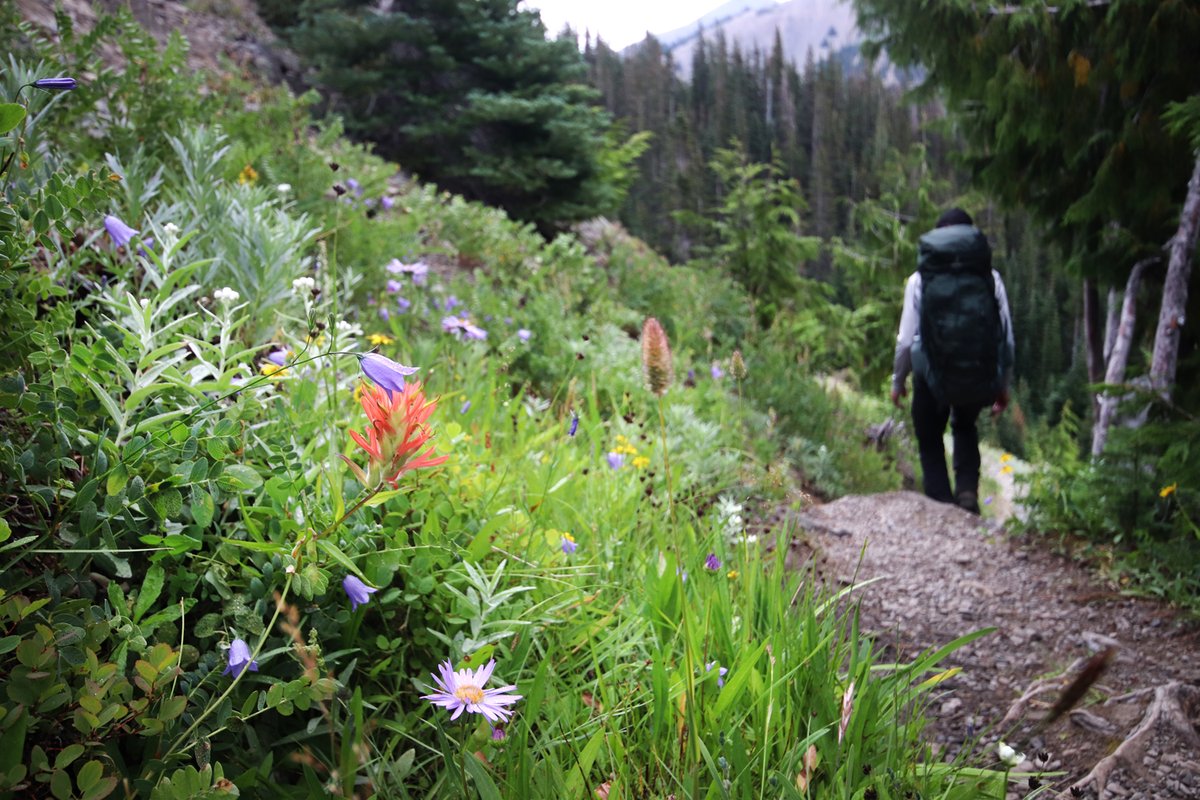 Happy_Wanderer2's tweet photo. A few photos from the long weekend spent exploring the backcountry of Washington's Olympic National Park. This is the Grand Valley area, where I spent two nights with several friendly deer and Olympic marmots. Nature is neat. @OlympicNP #Travel https://t.co/H5FEqb8tWF