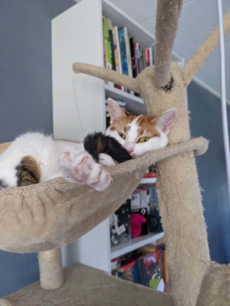 cosmoo🐨@that cat aint right tweet media