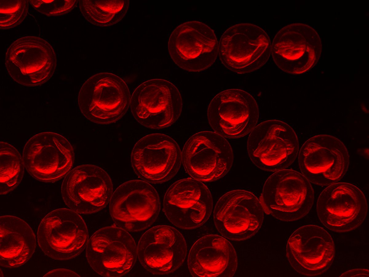 PrasannaPadman7's tweet photo. Embarked on a dynamic colorful week with @petridou_ni's team, diving into the study of vessel development and anastomosis in zebrafish. Excited to be stationed at the @EMBLHeidelberg campus until next February! Let's catch up!
#EIPOD4 #projectHEAT #bloodvessels #tissuechips https://t.co/Q5dNEdLJXh