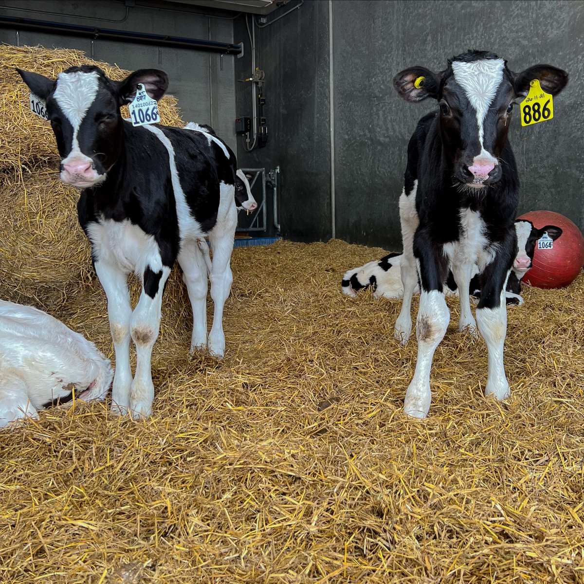 Curious about what life is like on a dairy farm? From August 19-20, visit dairy farms participating in Alberta <a href="/OpenFarmDays/">Open Farm Days</a>. Take a tour to meet the cows and learn about local dairy farming. Learn more: bit.ly/443LknB