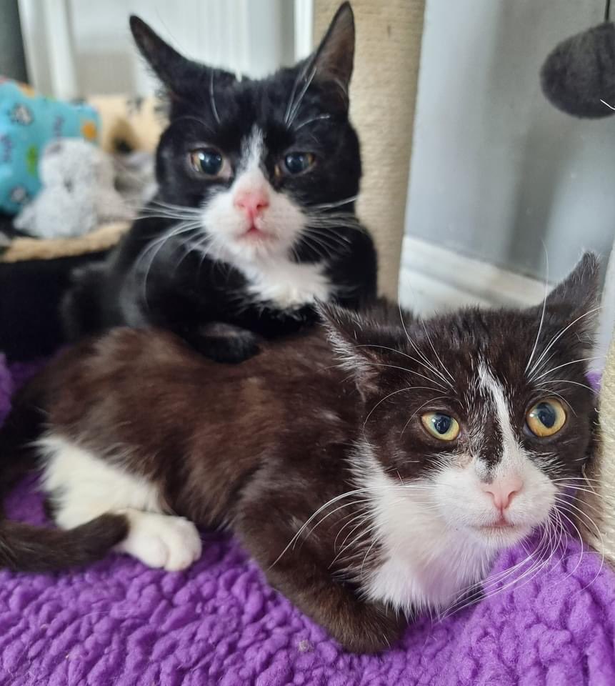 Another Birthday boy this week

Just look at little wobbly Humpty Dumpty ... we are celebrating his 1st Birthday today

Still only eating fresh chicken independently and having recovery liquid  syringed everyday to try meet his nutritional needs.