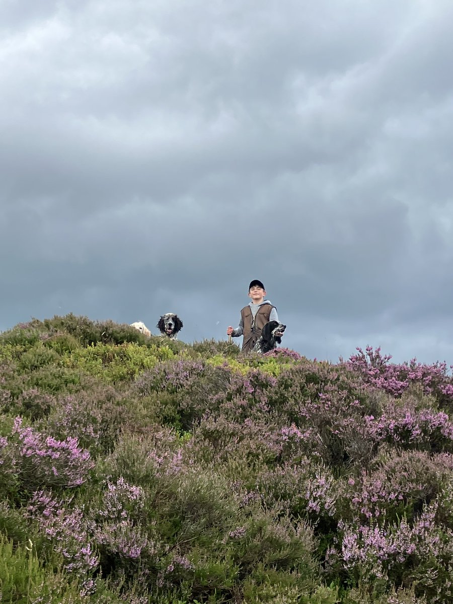 11 year old lad following in generational family tradition of working his setters out on the Peak District Moorland. Biodiversity abounds, yet with no consultation @unitedutilities want this stopped? Greenwash on their pollution record perhaps?