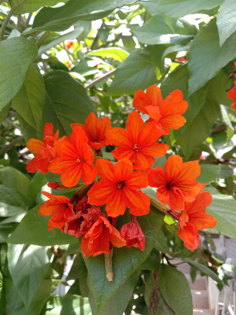 🌿🏵️ #HappyThursday 🏵️🌿
#Cordia #GeigerTree #Boraginaceae #FLOWER #Flowers #beautiful #FlowersOfTwitter #flowersphotography #GardeningTwitter #GardensHour #GardeningTwitter #GardenersWorld #garden #gardeninglove #Nature #plants #photooftheday #DailyFlowers