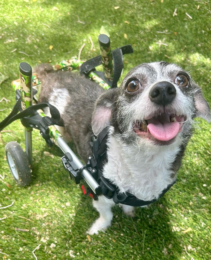 Walkin' Pets tweet media