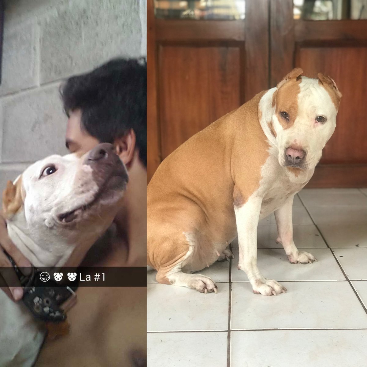 Que triste 😞😞
Mi perrita más noble! Mi  👑