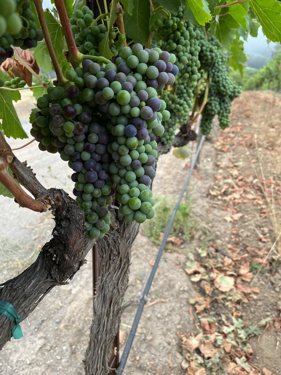 Finally seeing some color in the vineyard!