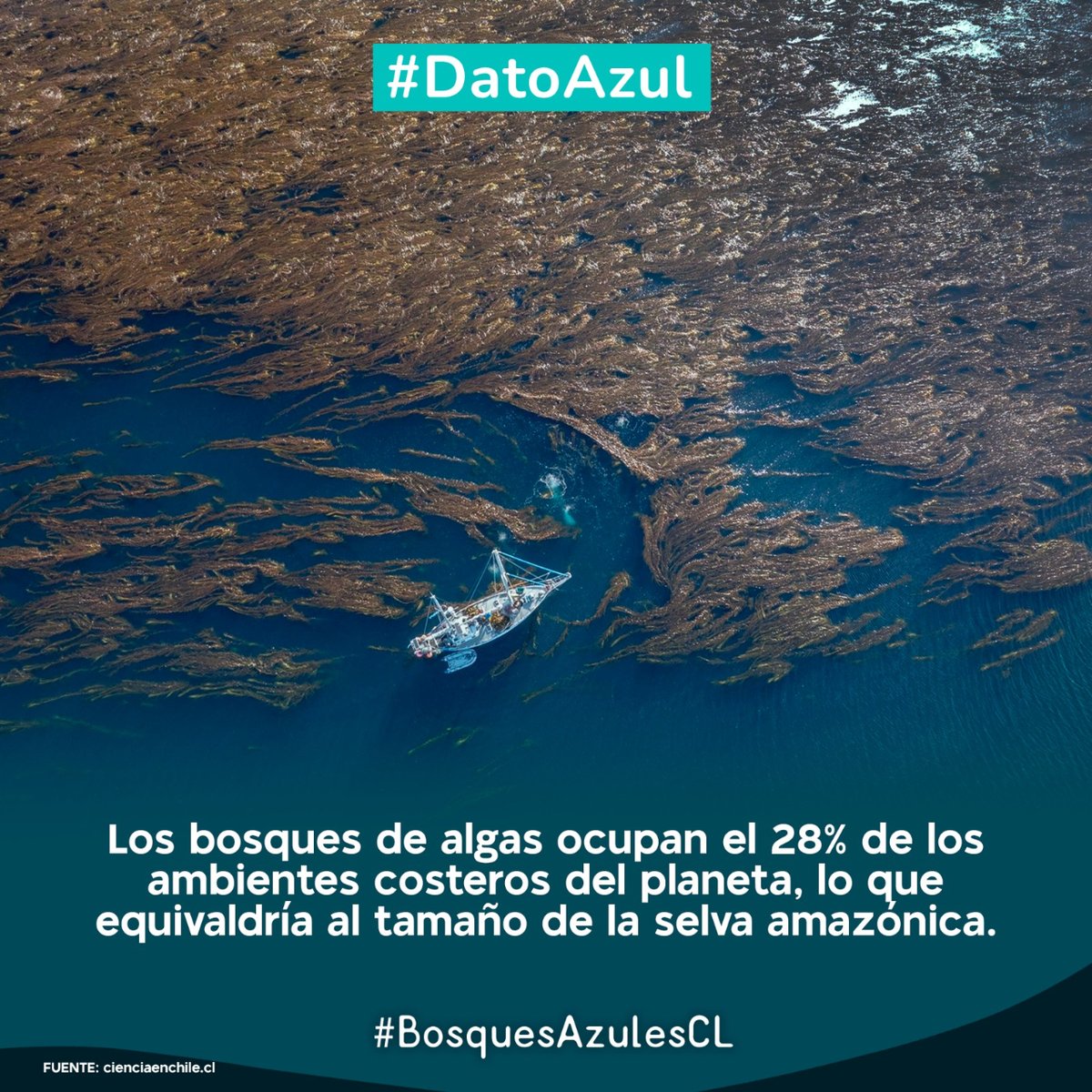BosquesAzulesCL's tweet photo. Tremendo #DatoAzul :
los bosques de algas ocupan el 28% (aprox) de los ambientes costeros del planeta (@cienciaenchile_), generando vida en el mar, capturando co2 y generando oxigeno. 

Por eso Salvemos los #BosquesAzulesCL de la #Patagonia. 
@MMAChile @SubpescaCL @RewildingChile https://t.co/twymqbVLGm
