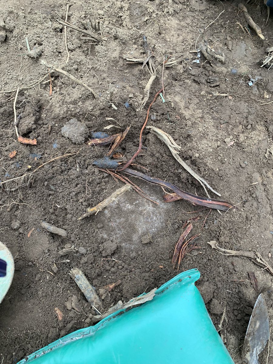 JustOrkney's tweet photo. DAY 8 &amp; day 3/final dig day - 2000 year old hammer stone, exposing Roman floor stones, Victorian ceramics &amp; the dig site https://t.co/xNbd9nlFqt