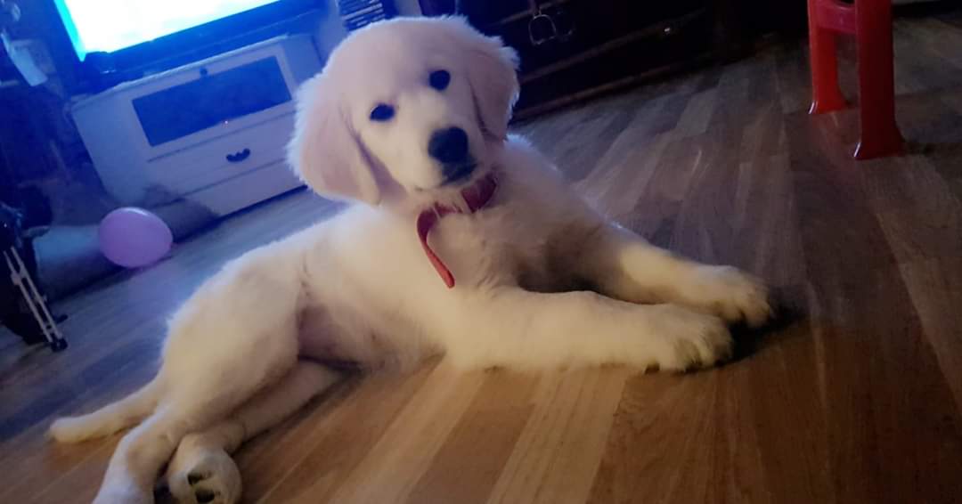 NiamhDillon4's tweet photo. @lidl_ireland Bailey 🐾 🐶 https://t.co/Zog0Tqnjny