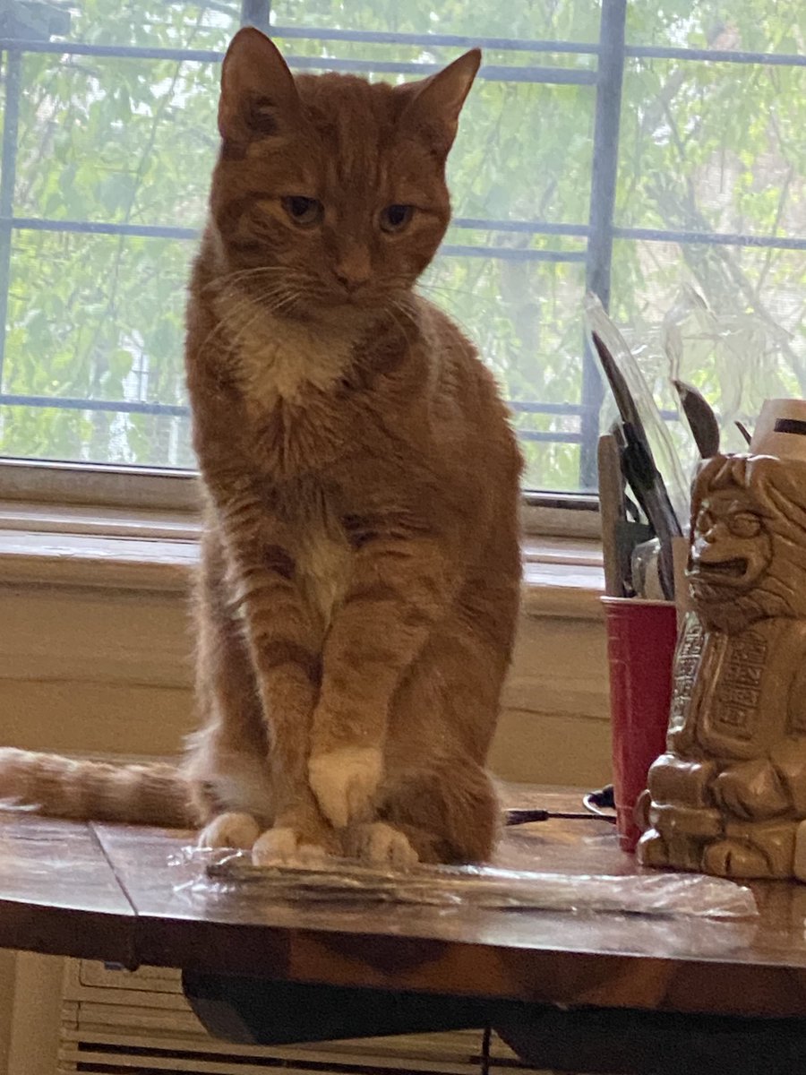 FrankConniff's tweet image. So sad to report that Millie has made the journey to the other side. She was not recovering from her kidney disease and she was suffering so I had to make a hard decision. I will miss her forever. My favorite thing about her was that she was the fucking best.