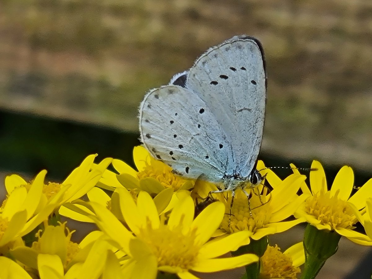 hari962's tweet photo. Small blue butterfly in the garden #Smallblue #butterfly https://t.co/OktRwW4AAV