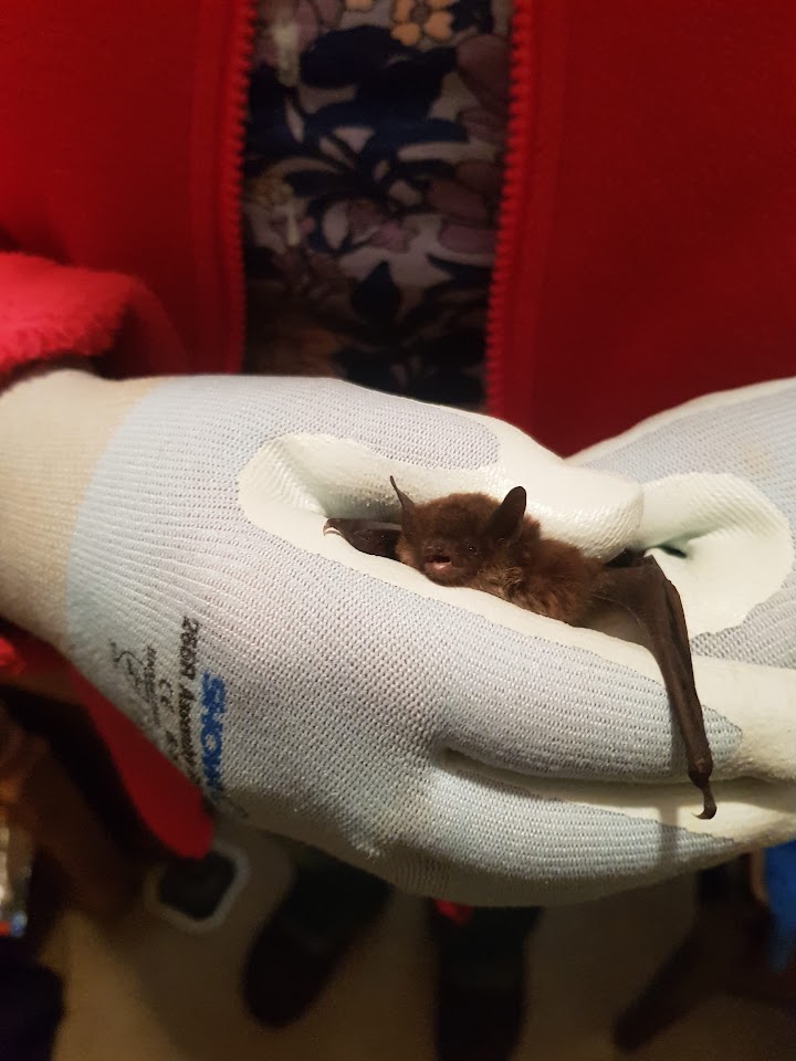 Our bat carers really do an amazing job taking care of sick and injured bats and working hard to release them
DM if you are interested in becoming a bat carer for Hampshire Bat Group
#bat #bats #ukbats #wildlife #ukwildlife #Hampshire #conservation