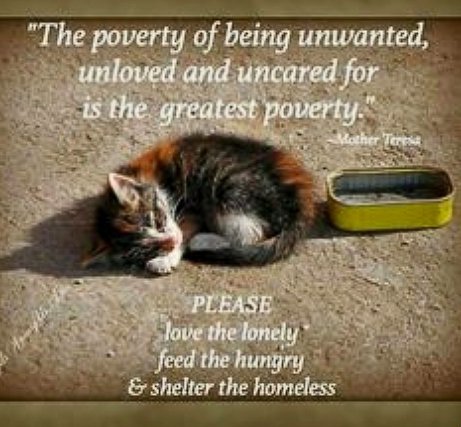 Please support the Rescues who save them 💕