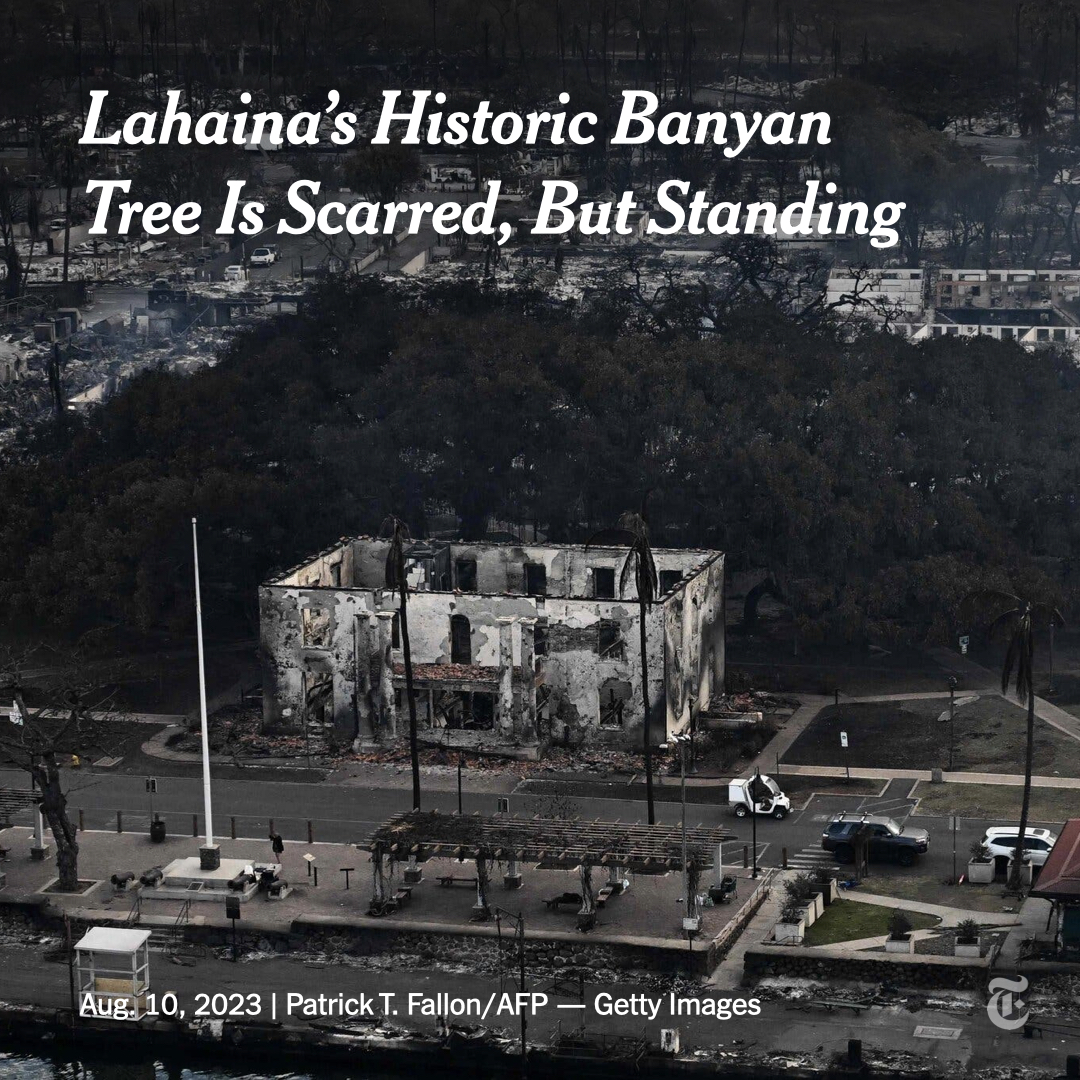 nytimes's tweet photo. Lahaina's 150-year-old banyan tree appears to have been badly singed by the fires that devastated the west coast of Maui. Though county officials said the roots may still be healthy, it's unclear whether the town’s cherished landmark will survive. https://t.co/HXSgCz3JsT https://t.co/q8XZwiYTrG
