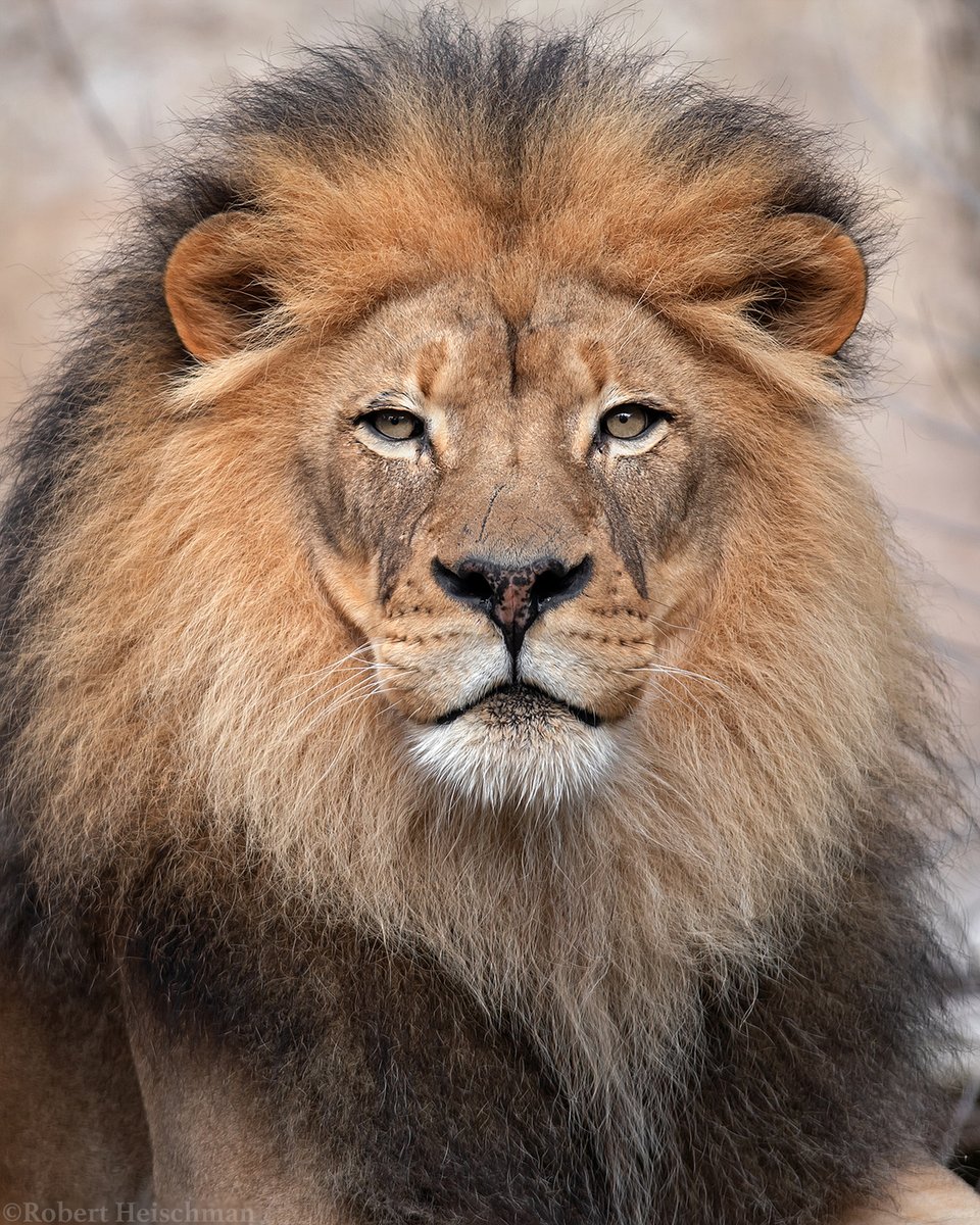 A portrait of one of the most majestic cats I've ever known for #WorldLionDay. Kamau is no longer with us, but I really enjoyed watching him and getting to know him over the years. :) He was a good dad and a glamour model to boot.
