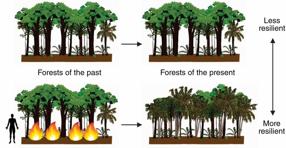 People can make forests MORE resilient... #Anthropocene #ConservationOptimism 🧑🏽‍🤝‍🧑🏽🌳🔥🌳✅ Past human‐induced ecological legacies as a driver of modern Amazonian resilience @crystalmcmic @PaN_BES besjournals.onlinelibrary.wiley.com/doi/10.1002/pa…