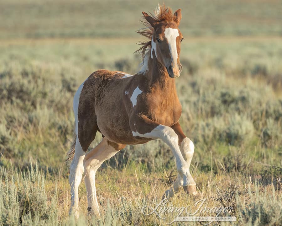 UPDATED LINK!!! 

Protect the McCullough Peaks #WildHorses Herd! #WY 🆘 

Support the “No Action Alternative” which means no removal of horses.  

Submit your comments by August 12 at 4:30 pm MT: eplanning.blm.gov/eplanning-ui/p…
 
#StopTheRoundups @SecDebHaaland

Twitter Rescue Network…