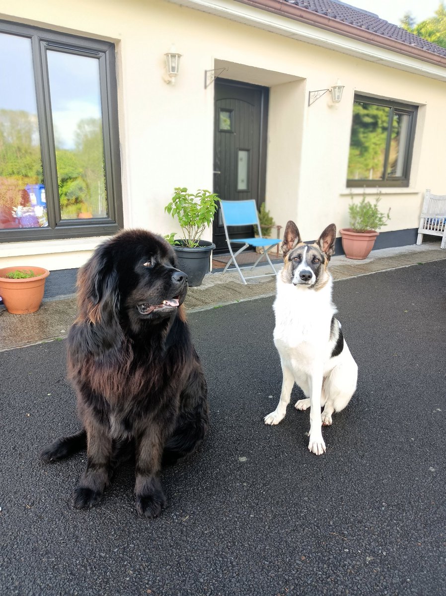 calandtom's tweet photo. @lidl_ireland Hello from Maverick &amp;Goose https://t.co/EvR7XbZrDr