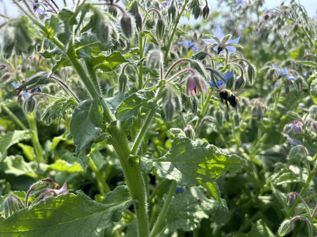 If you’re looking to improve your work environment, I’d recommend a strip of borage, phacelia, and sunflowers in the unused space between plots.