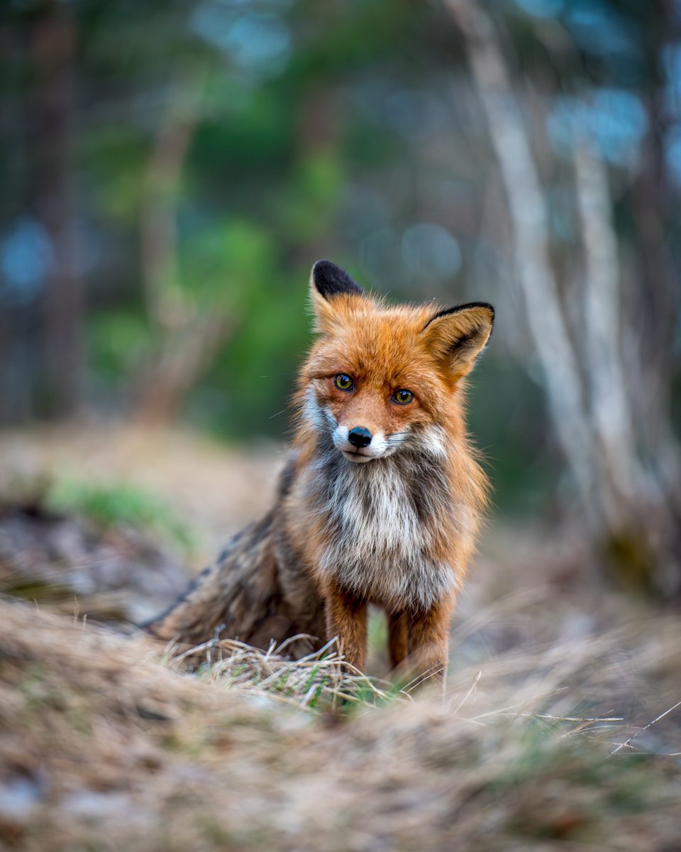 Carl Ackerley Photography tweet media