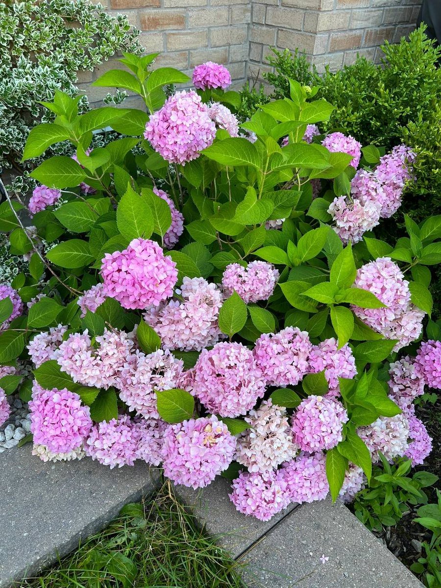 Destiny112_13's tweet photo. It blooms very beautifully https://t.co/j9Ev9lVEXF