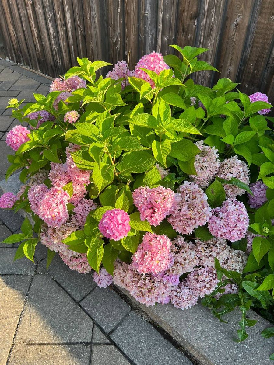 Destiny112_13's tweet photo. It blooms very beautifully https://t.co/j9Ev9lVEXF