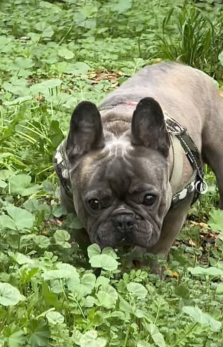 This is Logan with two good ears. I’ll show you know after a week how he’s looking.