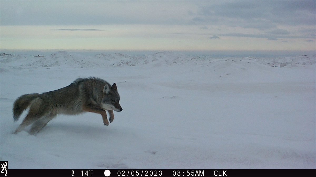 BrowningCams's tweet photo. This coyote is on a mission and the #browningcameras are here for it! Great #ThrowbackThursday image from Craig Kavajecz at Woods and Water Wildlife Cams
#triggerspeed #youvegottoseethis #triggerspeedthursday #gamecamera #Browning #trailcampics #cameratrap https://t.co/LhKsYCZL4d