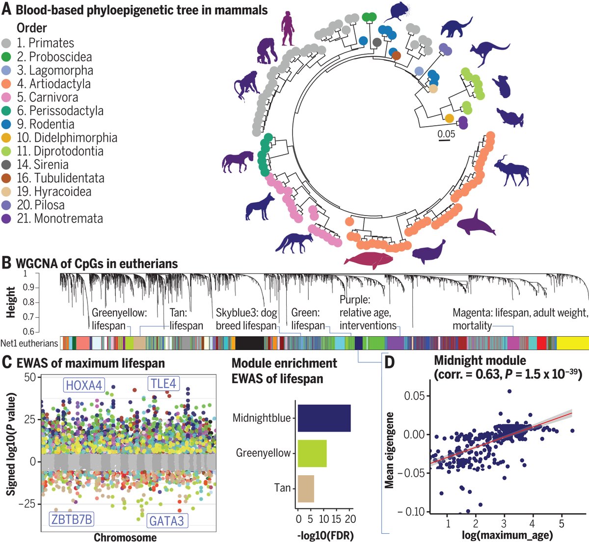Charles Breeze (@charles_breeze) on Twitter photo 🧬 Our paper is out now <a href="/ScienceMagazine/">Science Magazine</a>! Exploring the Mysteries of the Mammalian Life Span through DNA Methylation 🧬
Mammals exhibit a remarkable range of life spans. The bowhead whale 🐋 can live up to 200 years, while the giant Sunda rat 🐀 barely reaches 6 months. This 🧬 Our paper is out now <a href="/ScienceMagazine/">Science Magazine</a>! Exploring the Mysteries of the Mammalian Life Span through DNA Methylation 🧬
Mammals exhibit a remarkable range of life spans. The bowhead whale 🐋 can live up to 200 years, while the giant Sunda rat 🐀 barely reaches 6 months. This