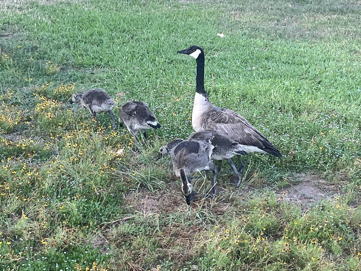 None of them, I repeat NONE of them laid a golden egg 😡 😡 😡 

#goose #geese #goosehiss #goosehissing #animal #animals #inkslake #inkslakestatepark