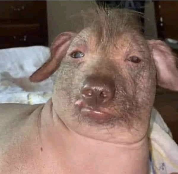 MarioIRL_'s tweet photo. @JoJoThaMoFo My grandma dog muffin 🥰 https://t.co/5k7zgNI0dp