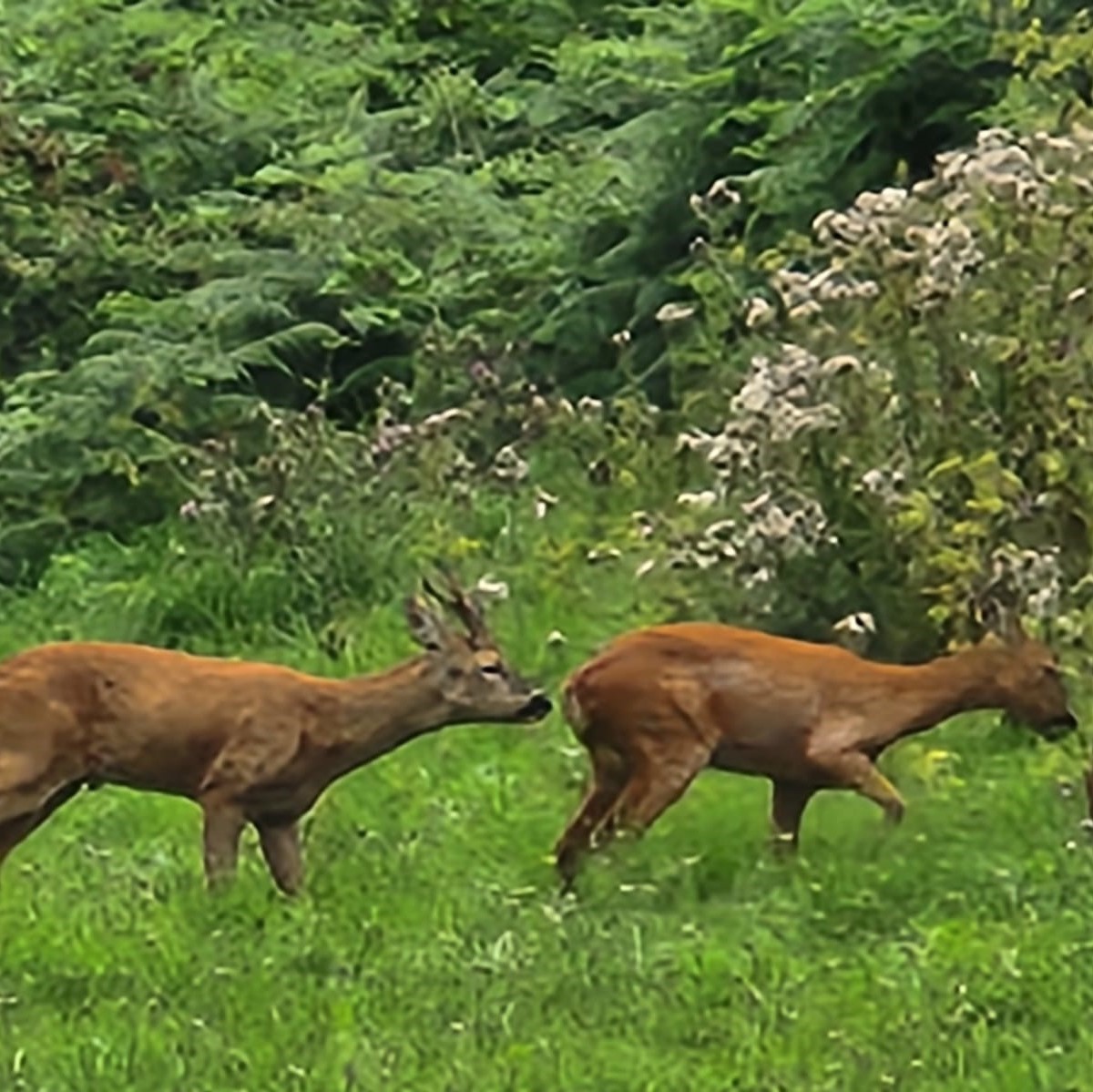 Cockington Park tweet media