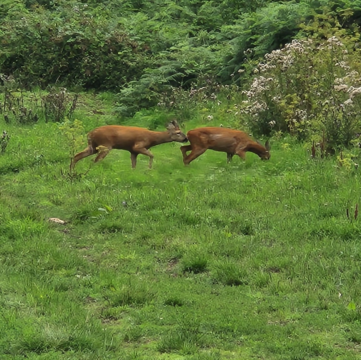 Cockington Park tweet media