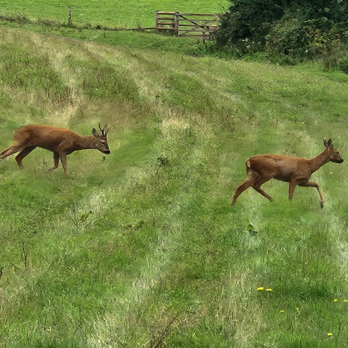Cockington Park tweet media