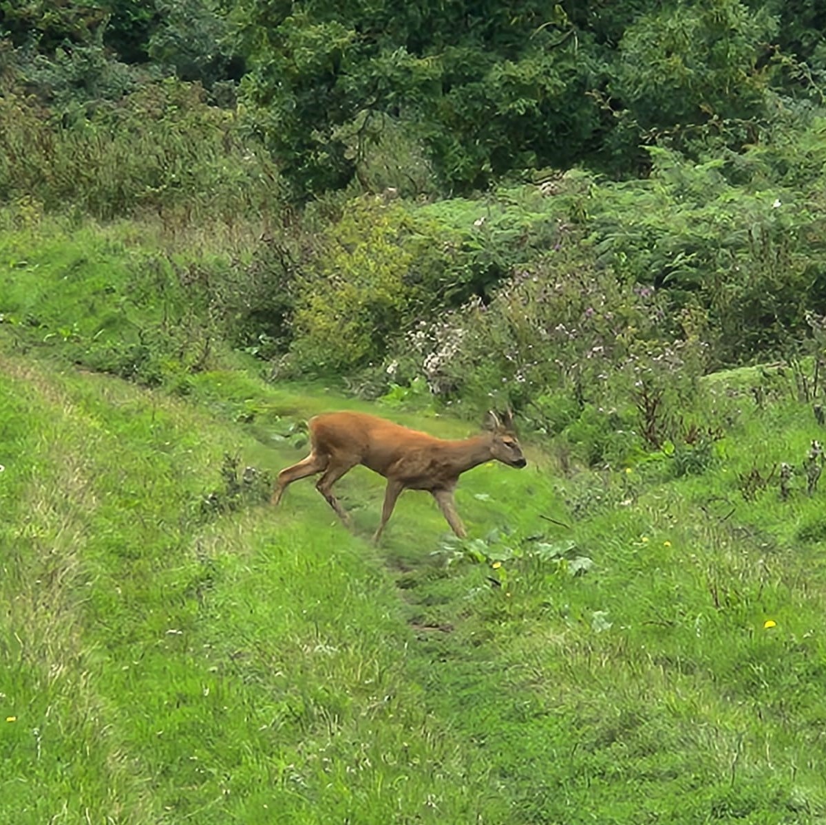 Amazing photos capturing some of our more timid residents. These deer were spotted in the Fruit Farm fields in Cockington.

#deer #cockington