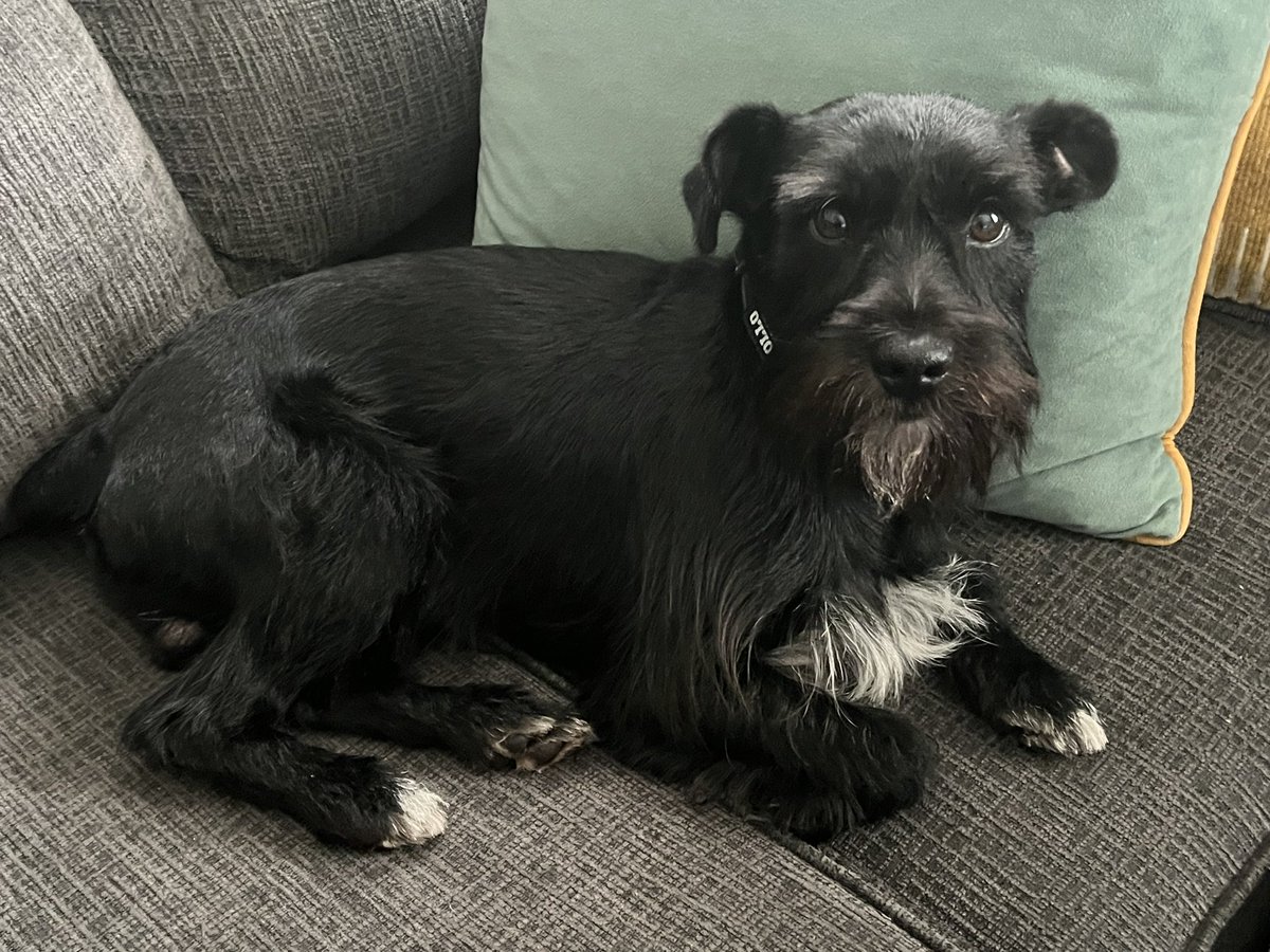 ApolloLovesFun's tweet image. Happy Thursday Frens! I hope you are doing really really pawsome today! #ThursdayFeeling #scnauzergang #dogsoftwitter #doglife #puppylove