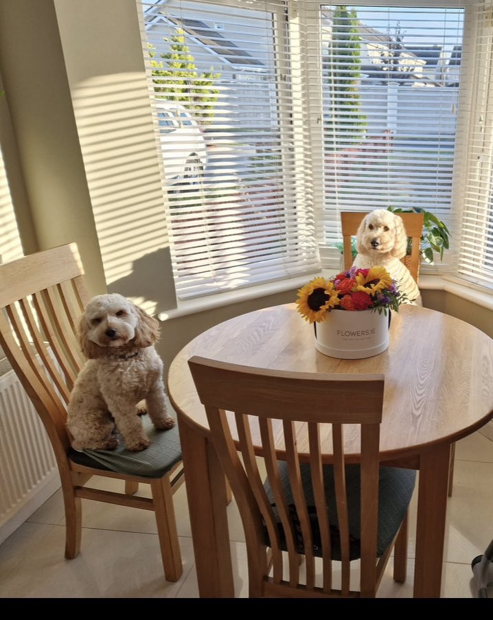 kinsellamar's tweet photo. @lidl_ireland Quinn and Max ❤️ https://t.co/UV0n9CgpiE