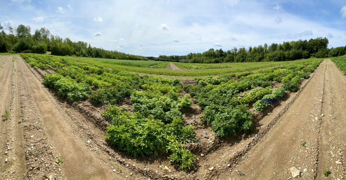 haploidgenomics's tweet photo. Visited our primary dihaploid trial today, and unfortunately the flooding 🌧️ from all that rain took out three rows about a third of the way down 😢 #field season is always interesting I guess #potato #plantbreeding https://t.co/YoXPynU8Ik