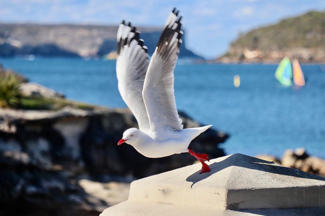 Mosman Council tweet media