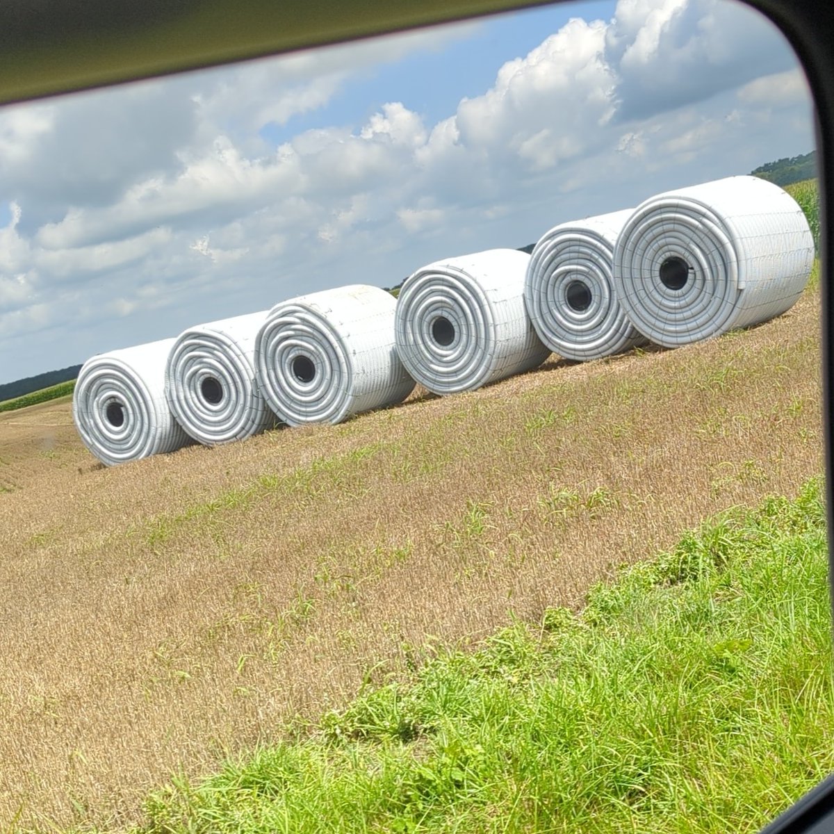 We didn't get any drop crop beans planted, so we are going to try growing marshmallows. First load has arrived.