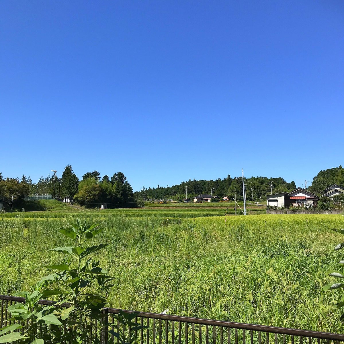 よっぴん(中里祥己) tweet media