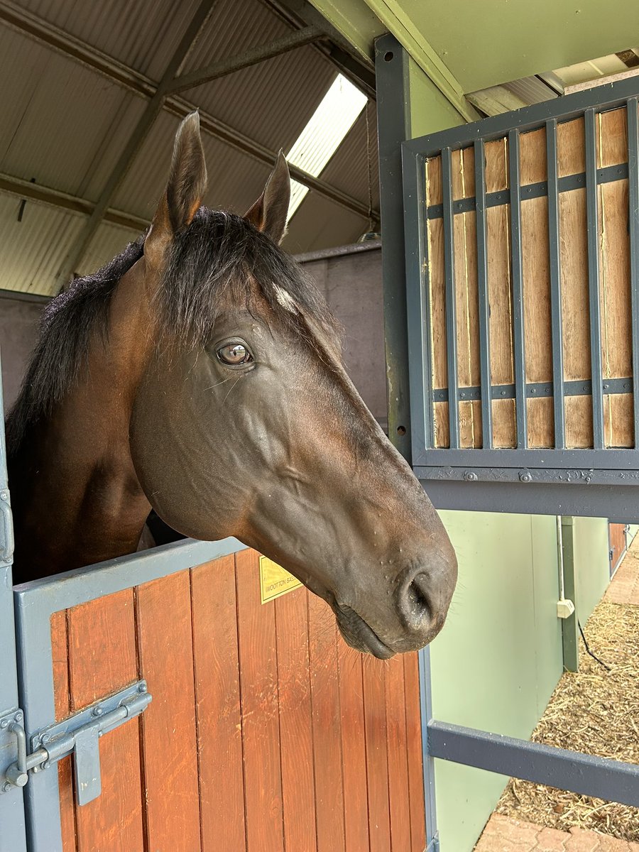 SwettenhamStud's tweet photo. The Handsome man WOODED strutted his stuff at today’s first stallion parade! 🤩
Come & see Wootton Bassett’s FASTEST son for yourself. 🔥
#ParadeSchedule 🐴
Friday, August 18 - 10am & 2pm
Sunday, August 20 - 10am & 2pm
Friday, August 25 - 10am & 2pm
Friday, August 27 - 10am & 2pm
RSVP to marcus@swettenham.com.au