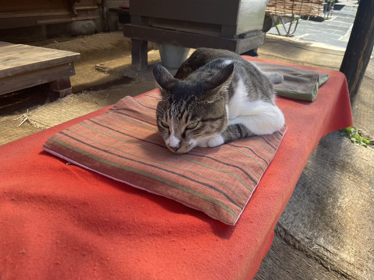 mari_cha39's tweet photo. 福島の猫ちゃん🐱 https://t.co/sqMi0AoAZH