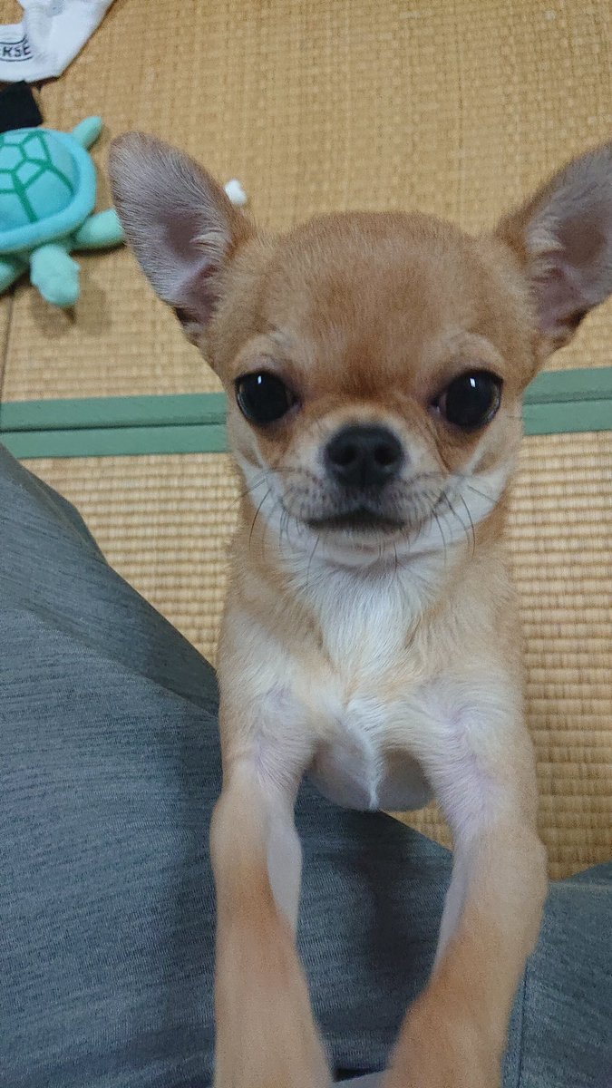 4ganoM's tweet photo. #みんなのベビ期画像みせて https://t.co/HpbCVauub5