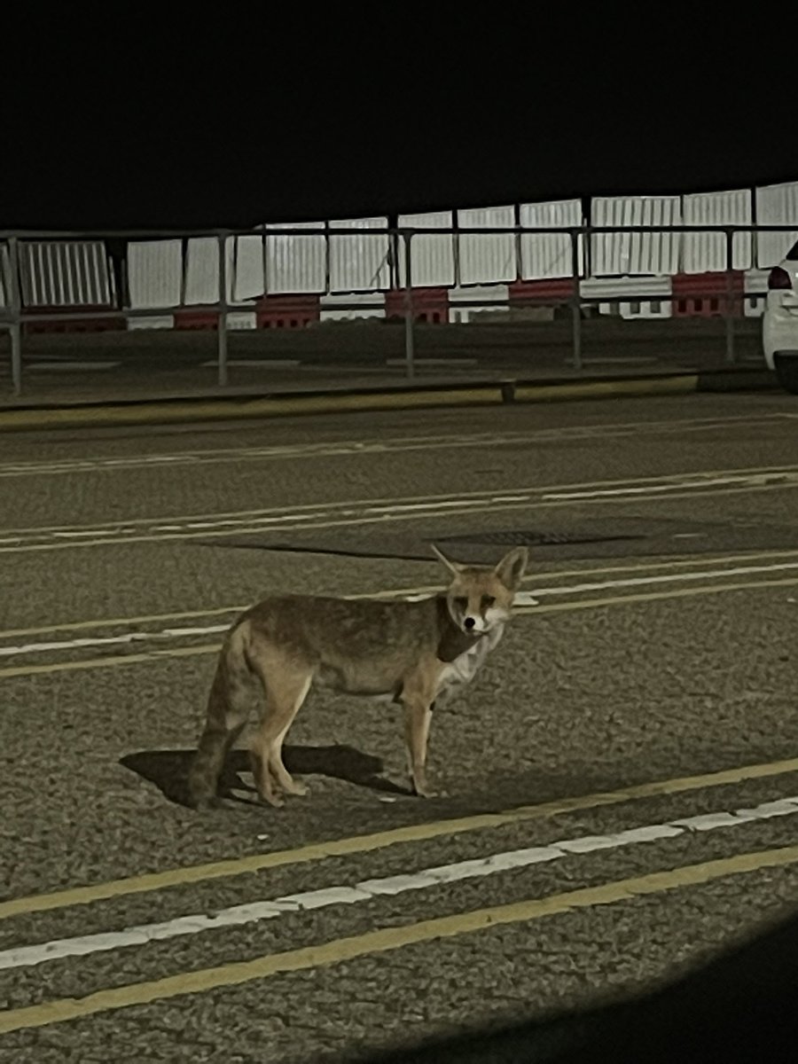 molkerat's tweet photo. wtf why is there a fox at the port in dover https://t.co/SjdFQQtqFx