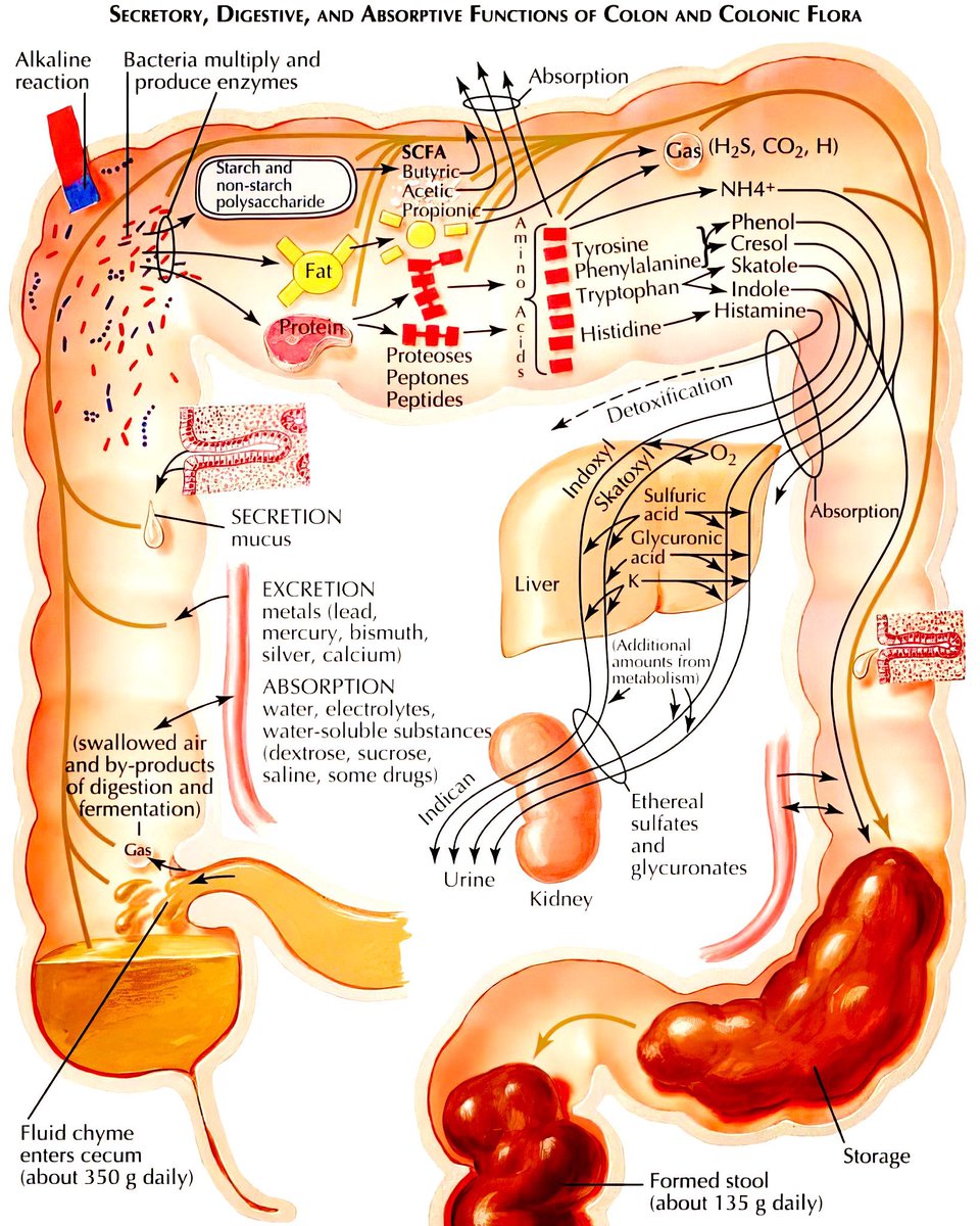 NutrioSci's tweet photo. Functions of the colon and colonic flora #MedEd #MedTwitter 

H/T @drkeithsiau https://t.co/LWDnXusTCB